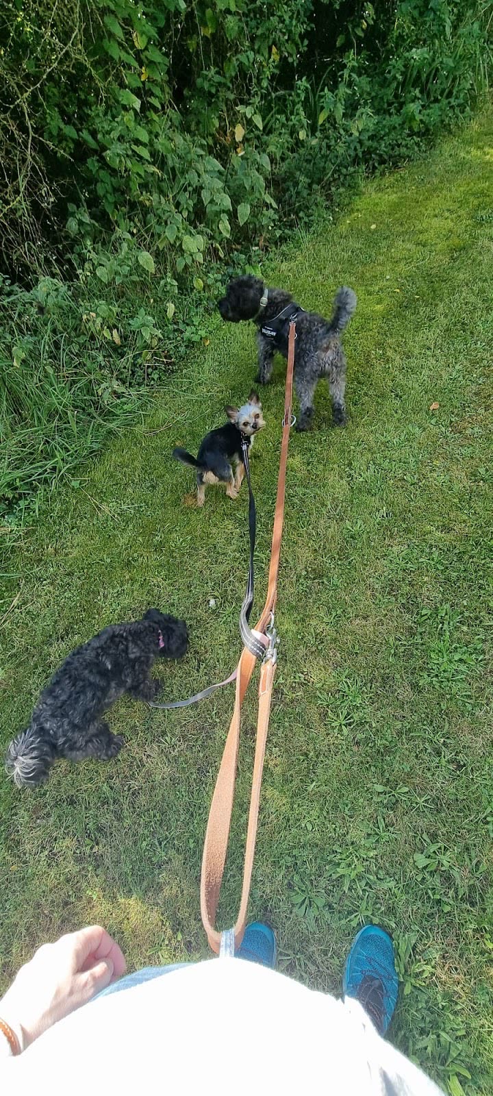 Three dark-coated dogs walking ahead on a grass path beside a hedgerow, seen down the lead from the walker's point of view