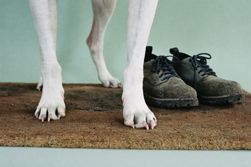A dog's paws next to muddy walking boots on a doormat after a walk