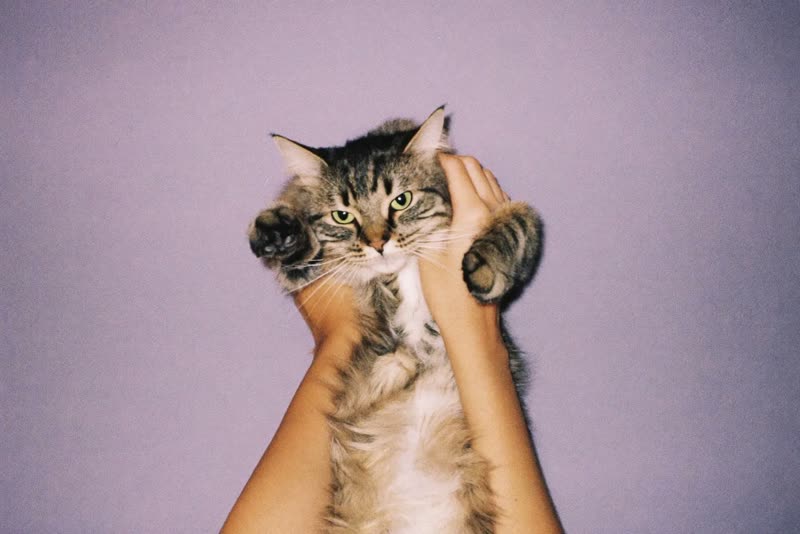A long-haired cat being brushed by a pair of hands