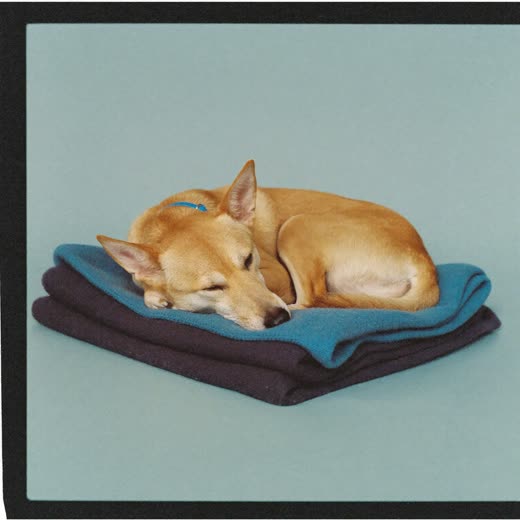 A small dog asleep on a folded blanket