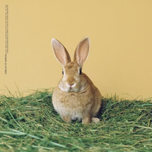 A rabbit sitting on fresh hay